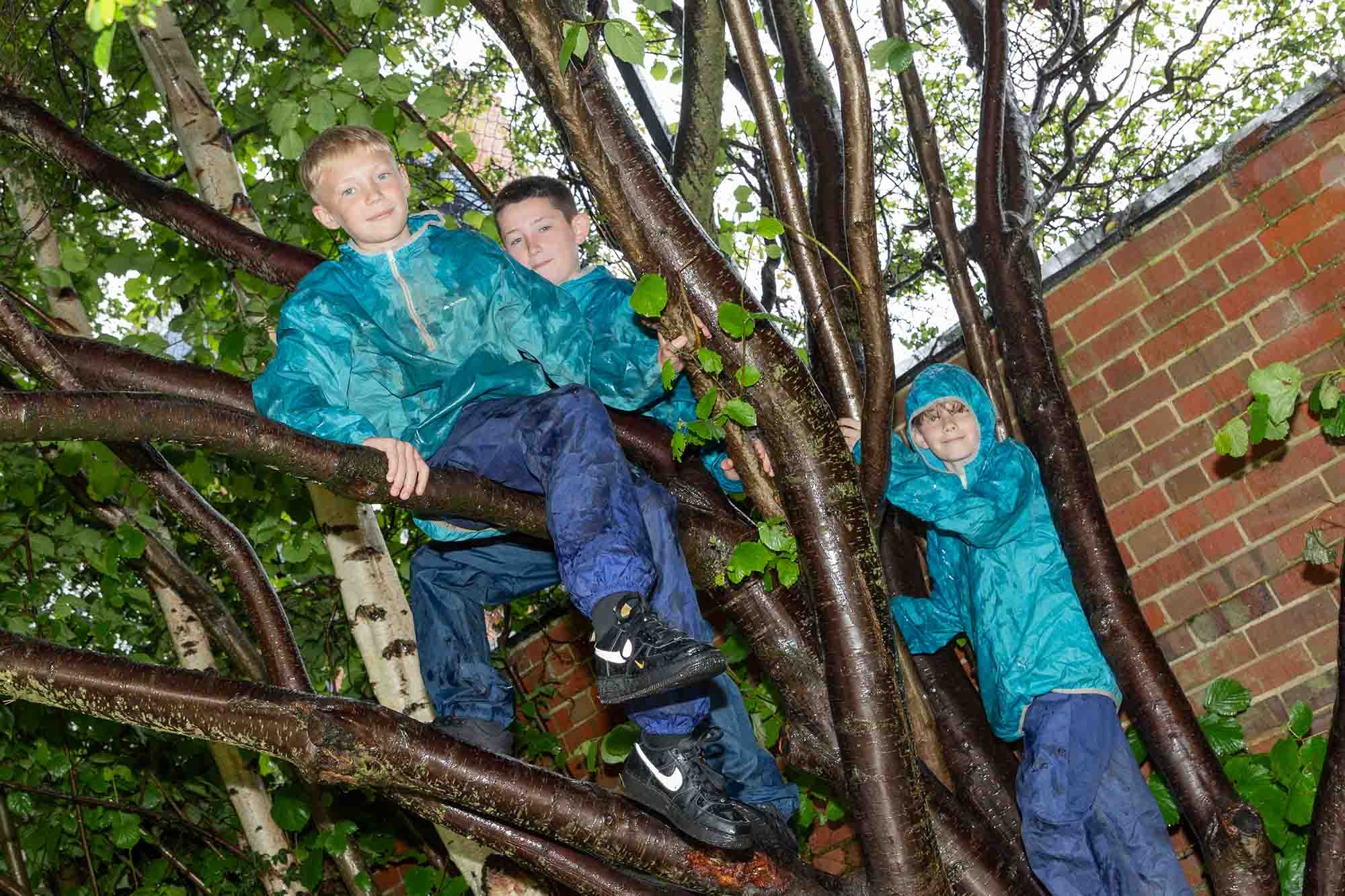 Children climbing in a tree